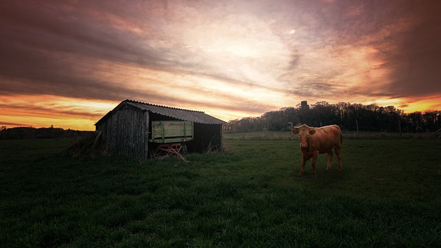 牛と小屋
